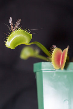 Venus Fly Trap