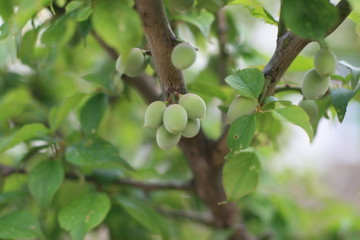 fruit
