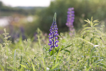 Purple Lupin growing wild in the middle of a summer meadow