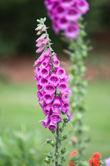 Tiny purple bell shaped flowers on a green background