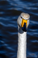 Whooper Swan, a large Northern Hemisphere swan, in the lake Tjornin in Reykjavik, Iceland.
