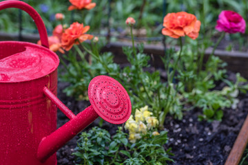 Fototapeta na wymiar red watering can in colorful spring garden after rain