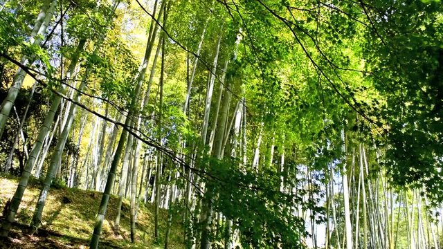 江南竹林_仙巌園