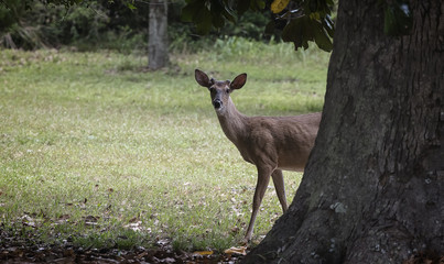 White Tailed Deer in Forest