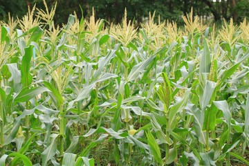 Corn farm