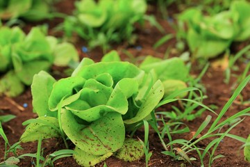 Early cabbage