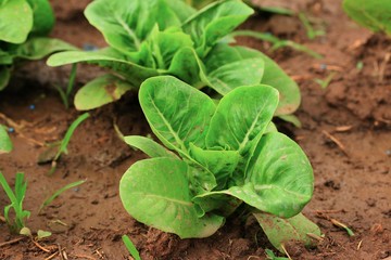 Early cabbage