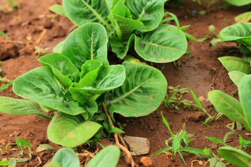 Early cabbage