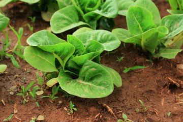 Early cabbage