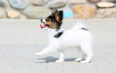 A small papillon puppy is walking along the street. Nice dog with white hair. A beautiful and active animal in sunlight. - Powered by Adobe