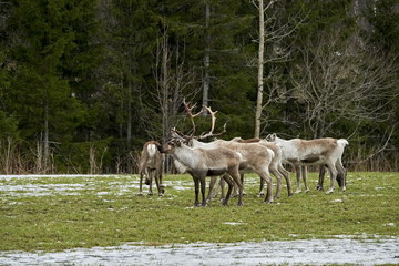 Obraz na płótnie Canvas Reindeers in natural environment, Trondheim region, Northern Norway