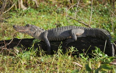Alligator on a trunk An alligator suns itself on top of a fallen tree. 