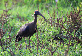 The red-naped ibis (Pseudibis papillosa) also known as the Indian black ibis or black ibis is a species of ibis found in the plains of the Indian Subcontinent