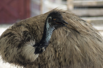 Emu Body