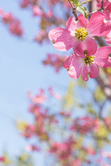 ハナミズキ　青空

