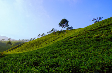 Fototapeta na wymiar Kemuning Tea plantation, Karanganyar, Central Java, Indonesia