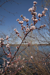 Magnolias In Bloom