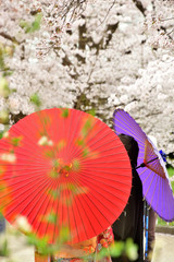 桜のブライダルイメージ