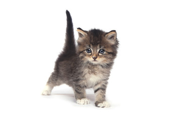 Tiny 4 Week Old Kitten on White Background