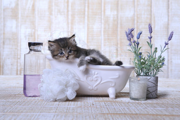 Adorable Kitten in A Bathtub Relaxing