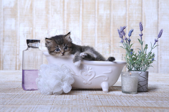 Спа котики