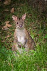 Little curious kangaroo hiding in grass in Australian bush wild animals
