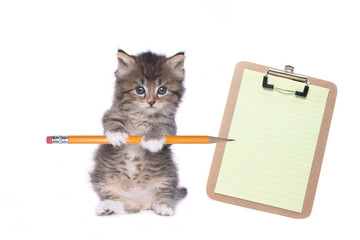 Cute Kitten Holding Pencil With Blank Clipboard