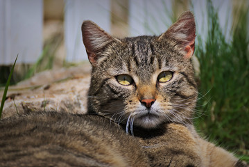Portrait of a grey cat outdoor