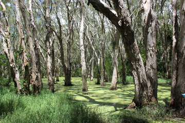Swamp marsh land with string bark trees