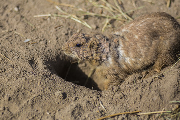 Prairie dog going into hole