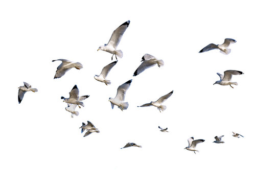 Ring-billed sea gulls isolated against white