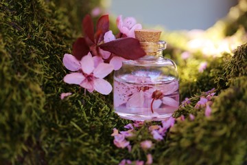 Flower potion on a moss. Flower  elixir. Homeopathic medicine. Organic Cosmetics Concept	