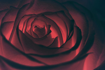 Glowing red rose in the dark