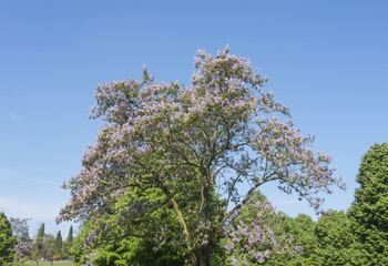 Variant of tree wisteria with purple flowers