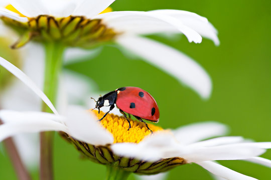 ladybug sits on a chamomile flower