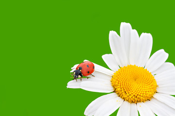 ladybug sits on a chamomile flower a close up © yanikap