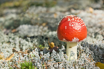 autumn landscape with forest and a mushroom a fly agaric