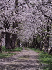 角館　桜並木　桜のトンネル