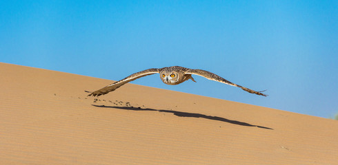Desert Owl flying to capture a catch