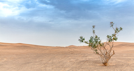 Desert plant in the arabian desert of Dubai