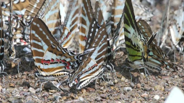 Spot Swordtail butterflies are drinking mineral from the ground