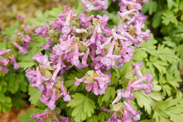 Corydalis pink flowers with green