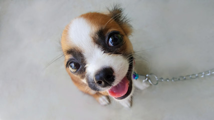 cute little dog, puppy chihuahua isolated on background