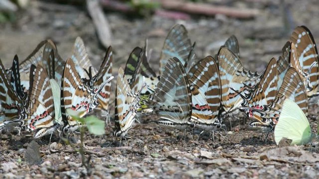 Spot Swordtail butterflies and others are drinking mineral from the ground