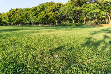 Beautiful Public green park in Autumn at Vachirabenjatas Park (Rot Fai Park) Bangkok, Thailand.