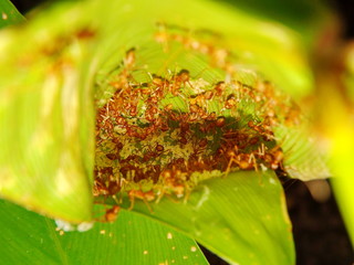 Ants guard the eggs in the night.