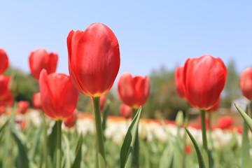 Obraz premium チューリップ畑