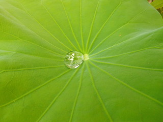 Water on a lotus leaf