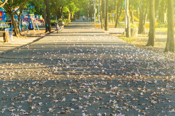 Beautiful Public green park in Autumn at Vachirabenjatas Park (Rot Fai Park) Bangkok, Thailand.