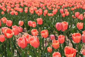 チューリップ畑